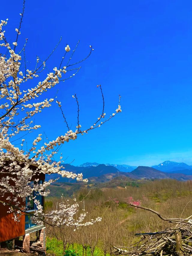 在成都！雪山和櫻花，我心中輕徒步天花板！！
