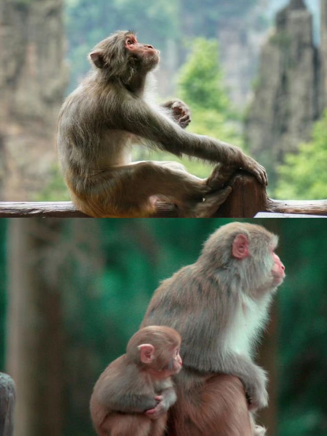 겨울 체크인 | 천문산, 국립삼림공원 ~ 장가계