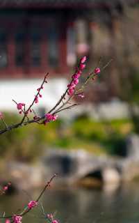 錯過再等一年，上海最大梅園已進入盛開期