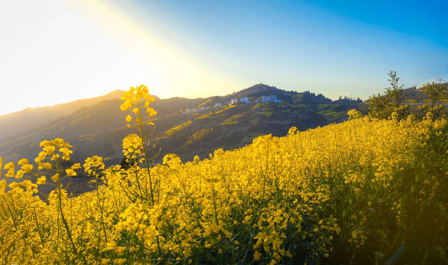 黃山石潭：油菜花海觀賞全攻略