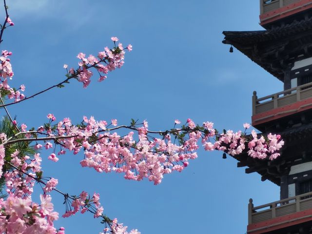 錯過煙花三月的大明寺，後悔一年！