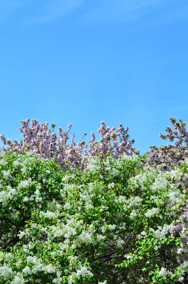 Where to enjoy flowers during Qingming Festival? Dalian Labor Park!!!