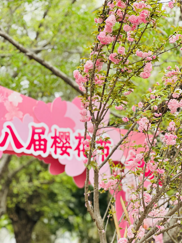 被公園的櫻花治癒了～