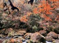 秋日賞景，龍蒼溝國家森林公園等你來！