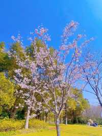 在上海的顧村公園，空氣都是櫻花味的