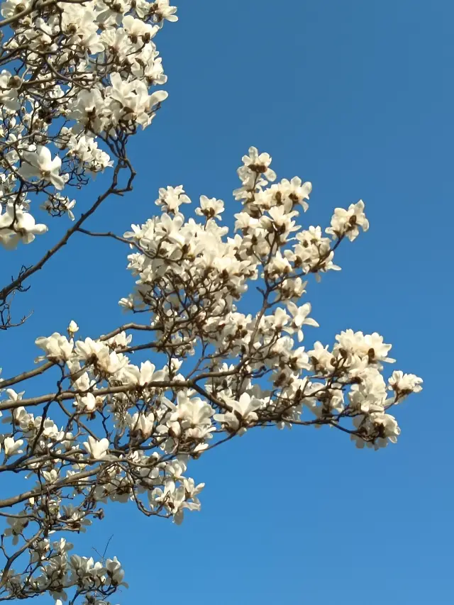 중산공원