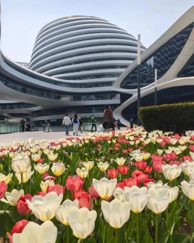 In April in Beijing, the cyber tulips under Galaxy SOHO await your admiration