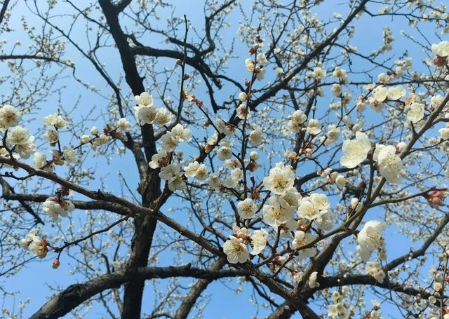 十里梅花香雪海🌸快來蘇州香雪海解鎖滿園「梅」好時光！！