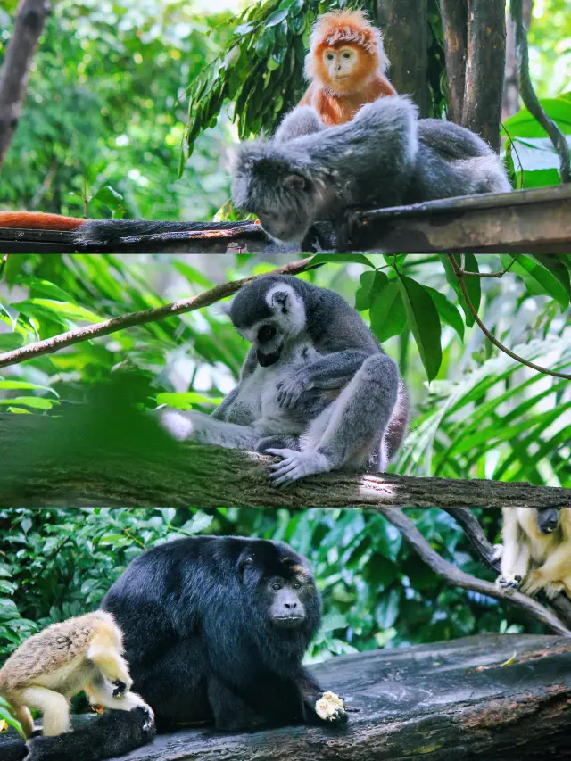 こんなに素晴らしい動物園があるなんて