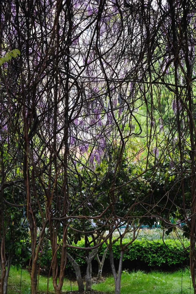 櫻花公園紫藤花瀑布開爆！！