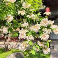 太原碑林公園·看傅山書法