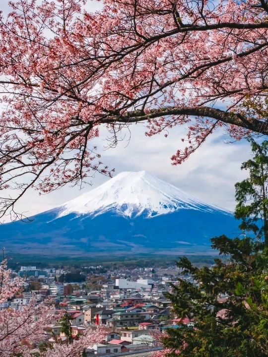 Fuji Mountain Cherry Appreciation Japan 🇯🇵