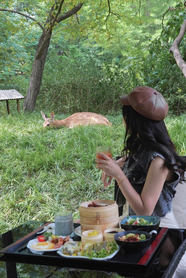 Enjoying breakfast with the alpaca🦙 and deer🦌 in the private hot spring estate within the fifth ring.