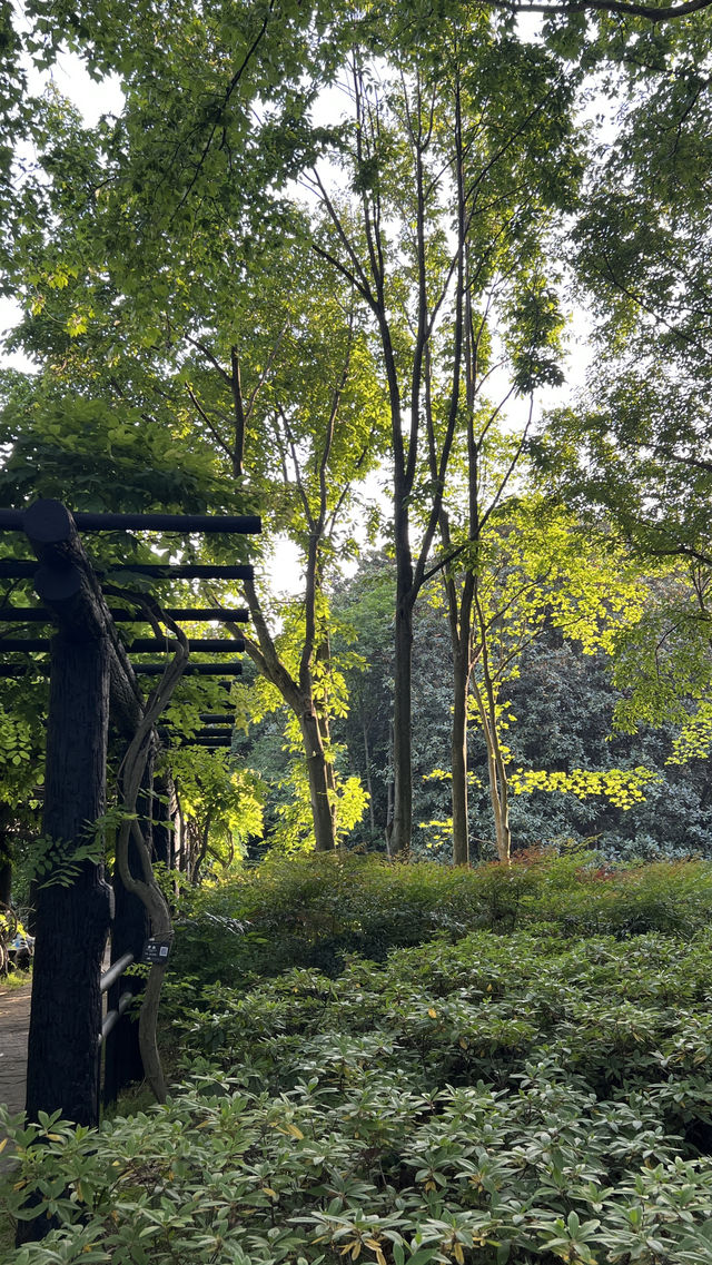 還有人沒去過共青森林公園嗎？藏在上海郊區的仙境