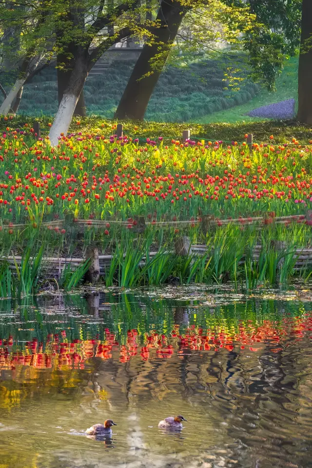 春の太子湾公園は、まるで油絵のように美しい～