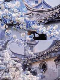 昆明周邊|黑龍潭公園最美流蘇花四月流蘇花似雪，正值人間四月天
