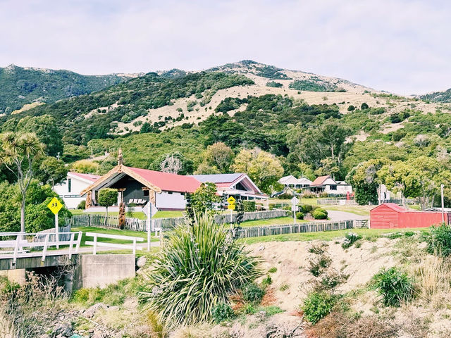 新西蘭了解毛利語，做客毛利村