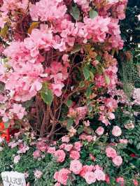 春日鮮花開滿街 | in旺角花墟