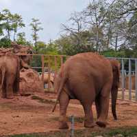 廣州動物園一日遊！🆓蓋章🕹️遊玩攻略