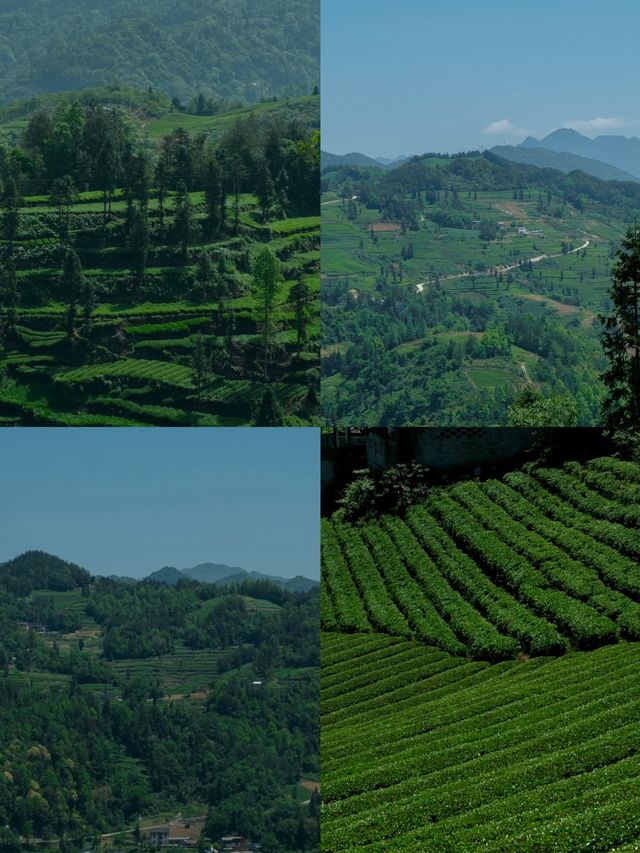 最令人驚喜的是那一望無際的茶園