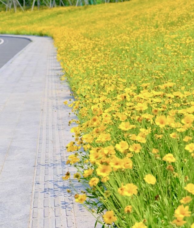煙台賞花 告訴你煙台的春夏有多美