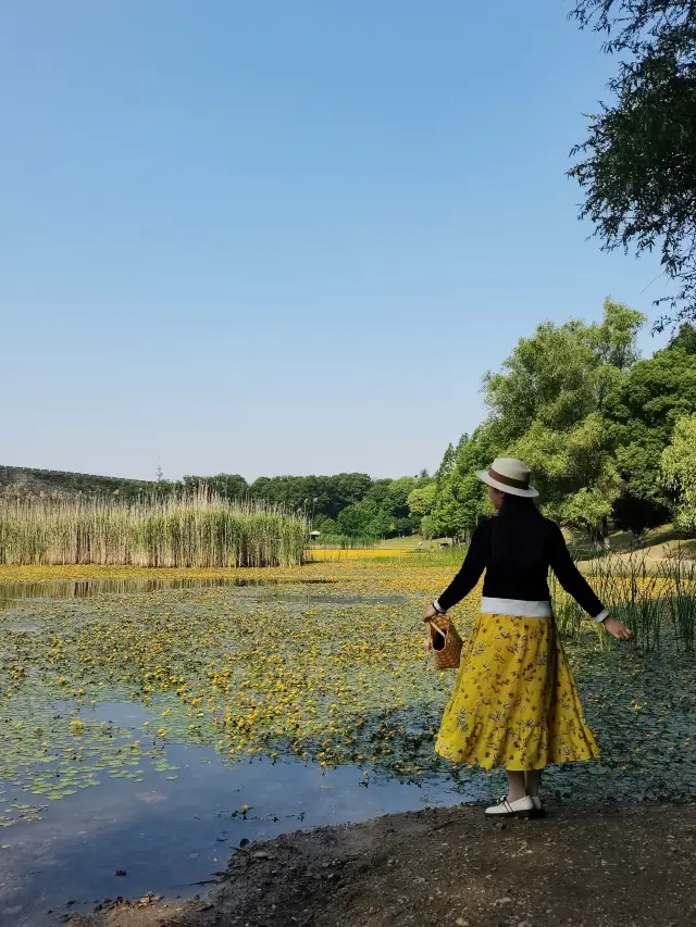 City Park Guide | The water shield flowers of Lake Biwa have become top trending beauties