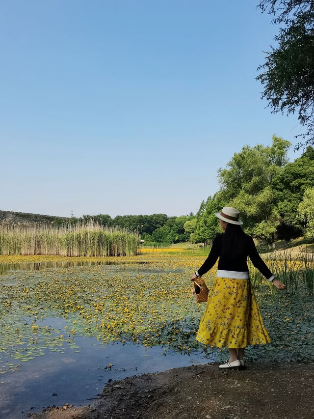 城市公園圖鑑 | 琵琶湖的荇菜花，美成頂流