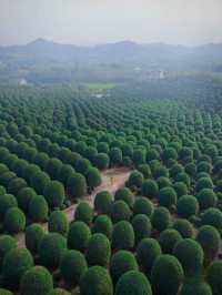 現實版綠野仙踪，沒想到就藏在杭州周邊！