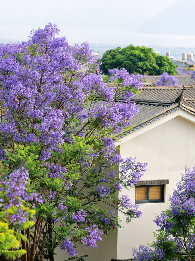 大理藍花楹｜小眾秘境召喚，旅拍好地方！