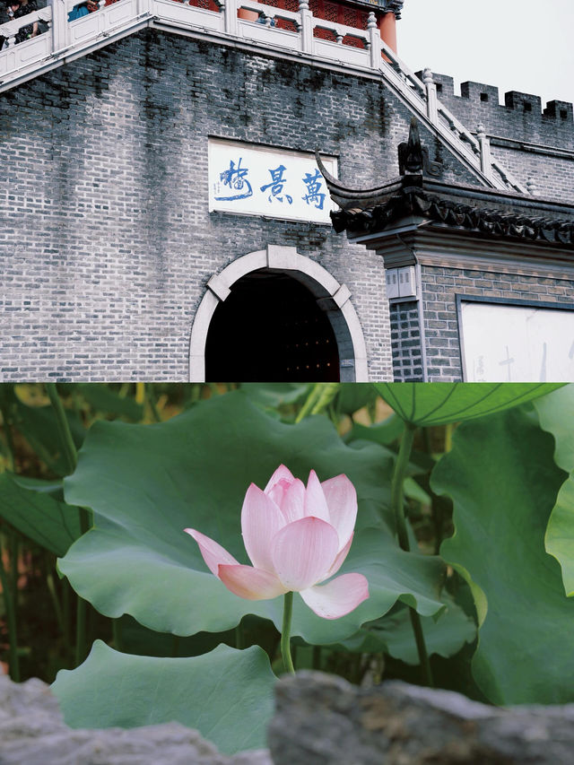不在蘇杭在深圳古城下荷花開了…治癒