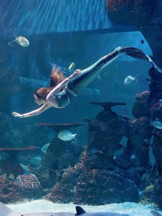 🧜‍♀️ Dive Deep into Jakarta's Underwater Wonderland 🐠🦈