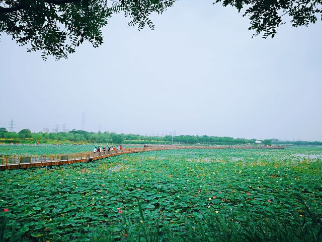 東麗湖生態美景醉遊人