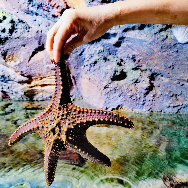 打卡深圳觀瀾海洋世界