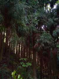 夏日避暑納涼好去處 | 來這個小眾森林秘境親子徒步玩水吧