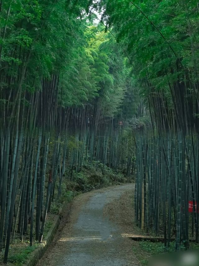 剛從川西竹海回來，我的建議是……