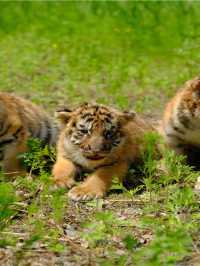 🌟 Harbin's Family Fun: Ice, Tigers & More! 🌟