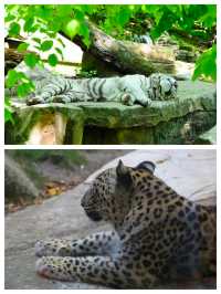 法國聖艾尼昂博瓦爾動物園