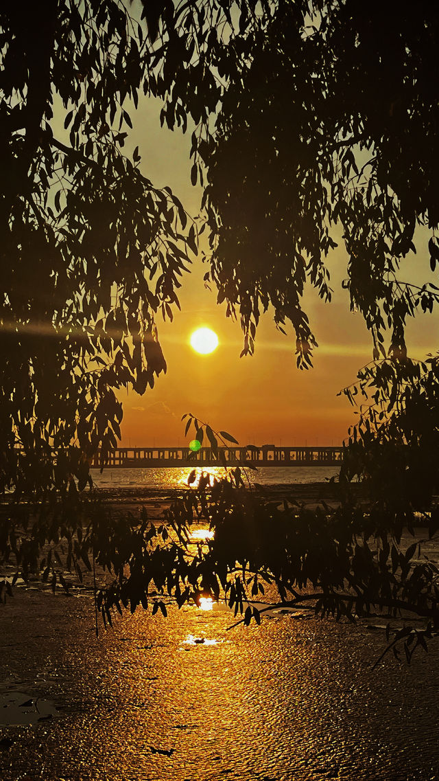 深圳寶安紅樹林景區絕對是休閒和遛娃的好去處