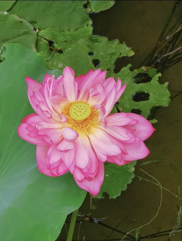 小眾景點遠香湖，荷花池盛開花紅柳綠