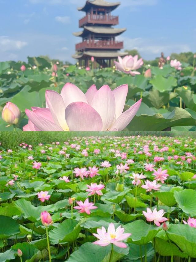 白洋淀位於中國河北省雄安新區安新縣。