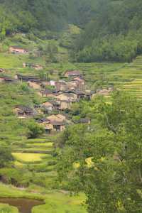 一面秋風，一抹稻田武夷山後源梯田秋景。