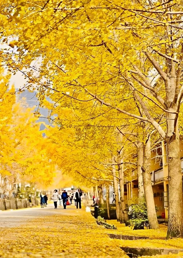 這個秋天一定要去看廣東韶關南雄漫天銀杏。