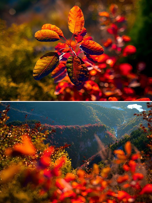 淄博的紅葉也出圈了 山野秘境的秋日畫卷。