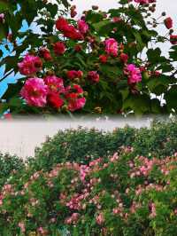 芙蓉城裡觀芙蓉。