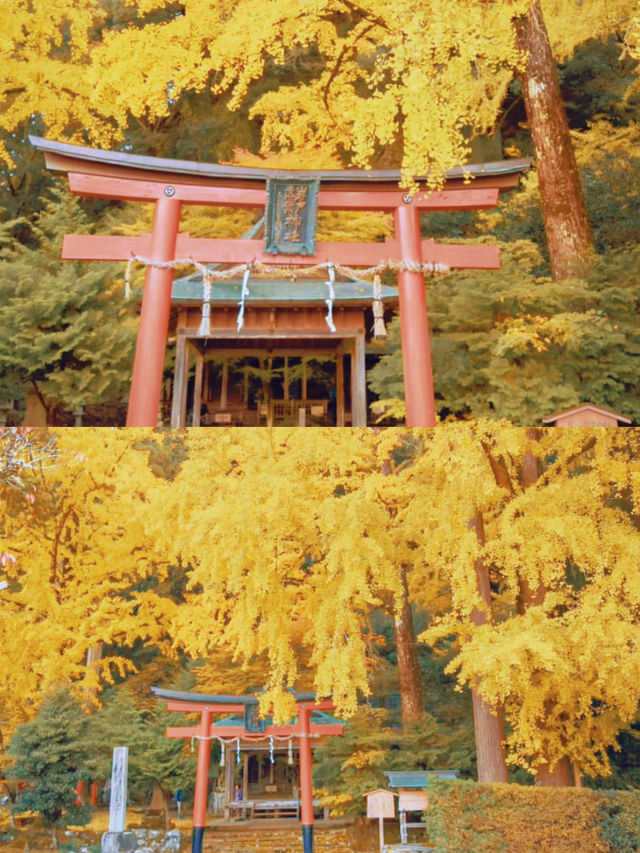 京都銀杏正當時：岩戶落葉神社。