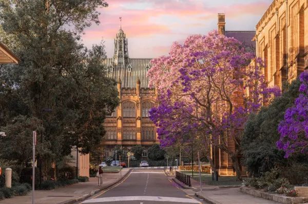 Announcing the Most Beautiful Jacarandas in Sydney!