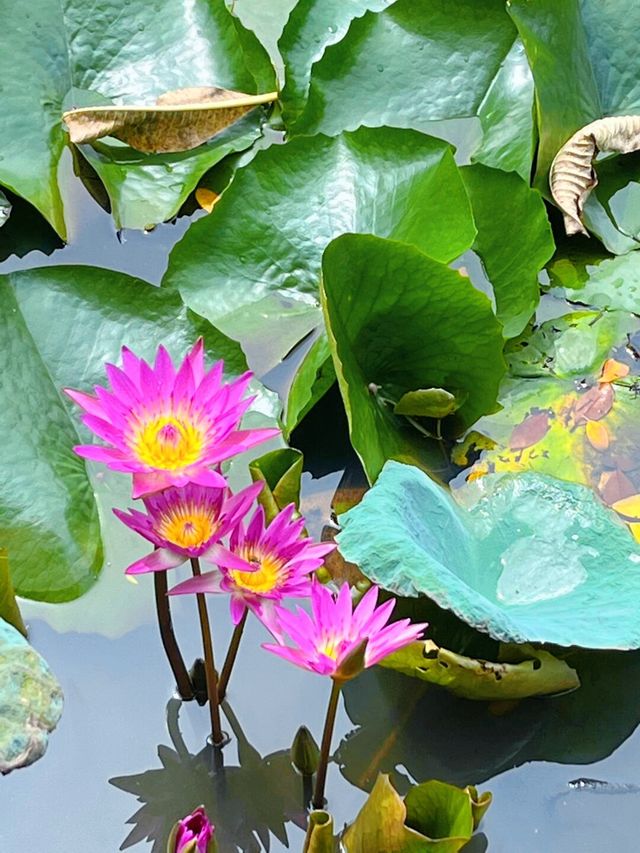 不是在蘇州是東莞粵暉園。