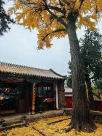 山東泰安普照寺｜這滿地的黃金葉！。