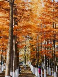 真紅了!合肥四季花海紅杉林這時美成油畫!。