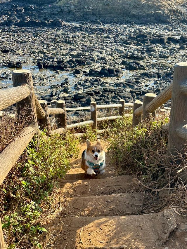 呢個真係分唔清外嶼同濟州島。